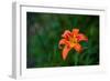 Water drops on Tiger lily flower-null-Framed Photographic Print