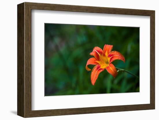 Water drops on Tiger lily flower-null-Framed Photographic Print