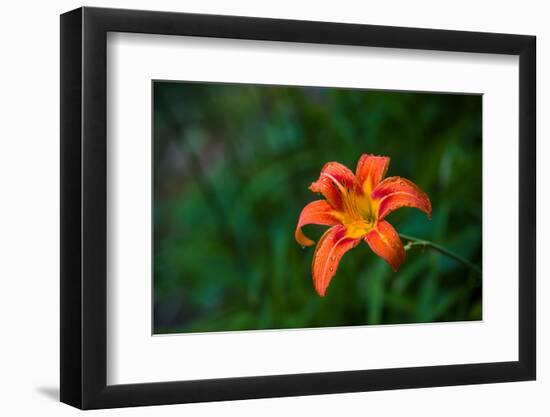 Water drops on Tiger lily flower-null-Framed Photographic Print