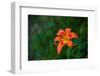 Water drops on Tiger lily flower-null-Framed Photographic Print