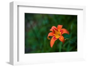 Water drops on Tiger lily flower-null-Framed Photographic Print