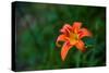 Water drops on Tiger lily flower-null-Stretched Canvas