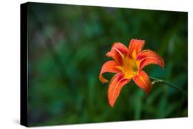 Water drops on Tiger lily flower-null-Stretched Canvas