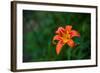 Water drops on Tiger lily flower-null-Framed Photographic Print