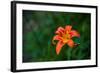 Water drops on Tiger lily flower-null-Framed Photographic Print