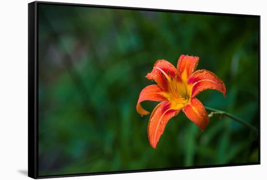 Water drops on Tiger lily flower-null-Framed Stretched Canvas