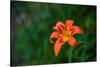 Water drops on Tiger lily flower-null-Stretched Canvas