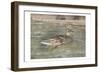 Water Duck-Sheldon Lewis-Framed Art Print