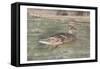 Water Duck-Sheldon Lewis-Framed Stretched Canvas