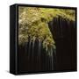 Water Falling Off Mossy Cliff-Micha Pawlitzki-Framed Stretched Canvas