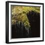 Water Falling Off Mossy Cliff-Micha Pawlitzki-Framed Photographic Print