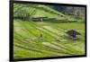 Water-Filled Rice Terraces, Bali Island, Indonesia-Keren Su-Framed Photographic Print