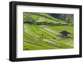 Water-Filled Rice Terraces, Bali Island, Indonesia-Keren Su-Framed Photographic Print