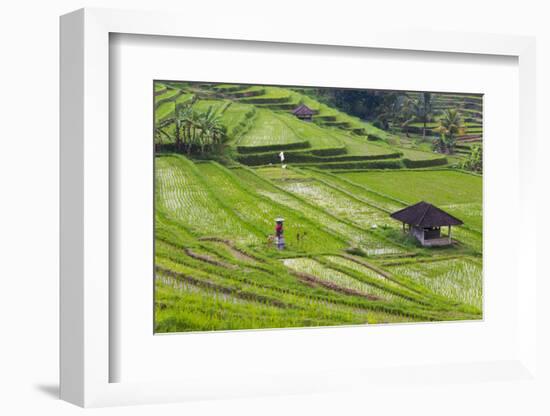 Water-Filled Rice Terraces, Bali Island, Indonesia-Keren Su-Framed Photographic Print