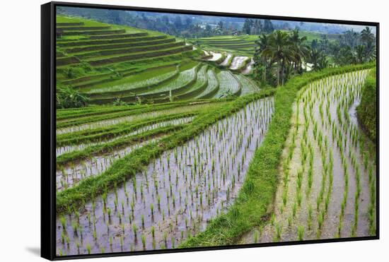 Water-Filled Rice Terraces, Bali Island, Indonesia-Keren Su-Framed Stretched Canvas
