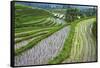 Water-Filled Rice Terraces, Bali Island, Indonesia-Keren Su-Framed Stretched Canvas