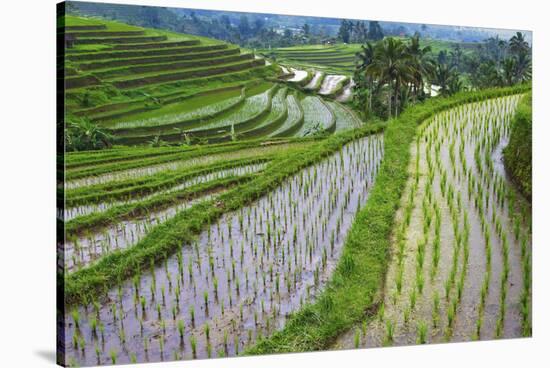 Water-Filled Rice Terraces, Bali Island, Indonesia-Keren Su-Stretched Canvas