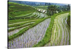 Water-Filled Rice Terraces, Bali Island, Indonesia-Keren Su-Stretched Canvas