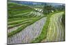 Water-Filled Rice Terraces, Bali Island, Indonesia-Keren Su-Mounted Photographic Print