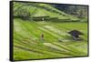 Water-Filled Rice Terraces, Bali Island, Indonesia-Keren Su-Framed Stretched Canvas