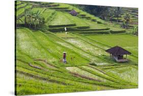 Water-Filled Rice Terraces, Bali Island, Indonesia-Keren Su-Stretched Canvas