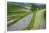 Water-Filled Rice Terraces, Bali Island, Indonesia-Keren Su-Framed Photographic Print