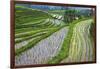 Water-Filled Rice Terraces, Bali Island, Indonesia-Keren Su-Framed Photographic Print