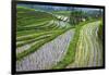 Water-Filled Rice Terraces, Bali Island, Indonesia-Keren Su-Framed Photographic Print