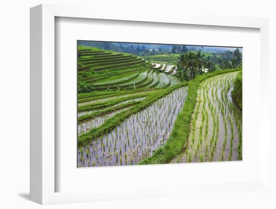 Water-Filled Rice Terraces, Bali Island, Indonesia-Keren Su-Framed Photographic Print