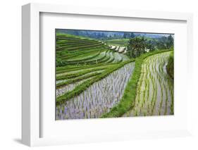 Water-Filled Rice Terraces, Bali Island, Indonesia-Keren Su-Framed Photographic Print