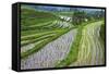 Water-Filled Rice Terraces, Bali Island, Indonesia-Keren Su-Framed Stretched Canvas