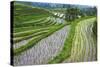 Water-Filled Rice Terraces, Bali Island, Indonesia-Keren Su-Stretched Canvas