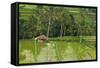 Water-Filled Rice Terraces, Bali Island, Indonesia-Keren Su-Framed Stretched Canvas