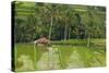 Water-Filled Rice Terraces, Bali Island, Indonesia-Keren Su-Stretched Canvas