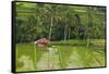 Water-Filled Rice Terraces, Bali Island, Indonesia-Keren Su-Framed Stretched Canvas