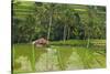 Water-Filled Rice Terraces, Bali Island, Indonesia-Keren Su-Stretched Canvas