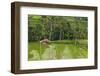 Water-Filled Rice Terraces, Bali Island, Indonesia-Keren Su-Framed Photographic Print