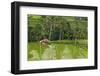 Water-Filled Rice Terraces, Bali Island, Indonesia-Keren Su-Framed Photographic Print