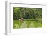 Water-Filled Rice Terraces, Bali Island, Indonesia-Keren Su-Framed Photographic Print