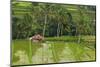 Water-Filled Rice Terraces, Bali Island, Indonesia-Keren Su-Mounted Photographic Print