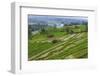 Water-Filled Rice Terraces, Bali Island, Indonesia-Keren Su-Framed Photographic Print