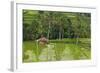 Water-Filled Rice Terraces, Bali Island, Indonesia-Keren Su-Framed Photographic Print