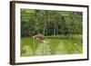 Water-Filled Rice Terraces, Bali Island, Indonesia-Keren Su-Framed Photographic Print