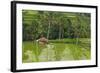 Water-Filled Rice Terraces, Bali Island, Indonesia-Keren Su-Framed Photographic Print