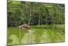 Water-Filled Rice Terraces, Bali Island, Indonesia-Keren Su-Mounted Photographic Print