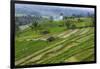 Water-Filled Rice Terraces, Bali Island, Indonesia-Keren Su-Framed Photographic Print