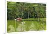 Water-Filled Rice Terraces, Bali Island, Indonesia-Keren Su-Framed Photographic Print