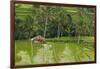 Water-Filled Rice Terraces, Bali Island, Indonesia-Keren Su-Framed Photographic Print