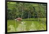 Water-Filled Rice Terraces, Bali Island, Indonesia-Keren Su-Framed Photographic Print