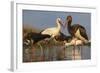 Water Flock-Staffan Widstrand-Framed Giclee Print